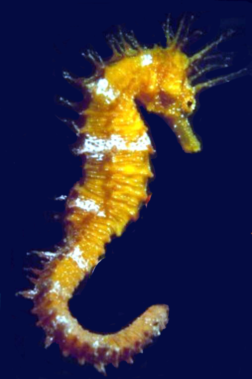 Hippocampus guttulatus_04